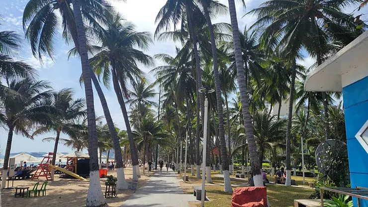  비치프론트 호텔 앞 해변의 야자수
